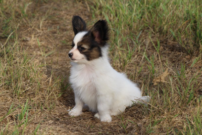 Les chiots de Epagneul nain Continental (Papillon)