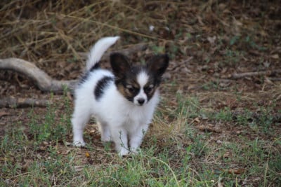 Les chiots de Epagneul nain Continental (Papillon)