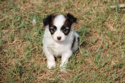 Les chiots de Epagneul nain Continental (Papillon)