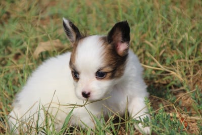Les chiots de Epagneul nain Continental (Papillon)