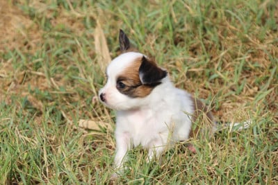 Les chiots de Epagneul nain Continental (Papillon)