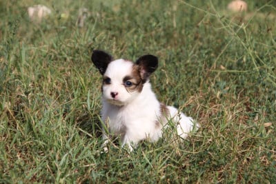 Les chiots de Epagneul nain Continental (Papillon)