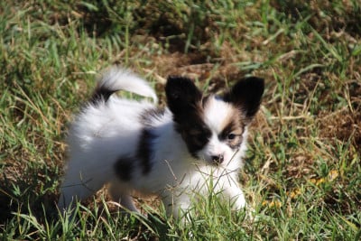 Les chiots de Epagneul nain Continental (Papillon)