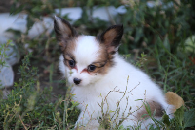 Les chiots de Epagneul nain Continental (Papillon)