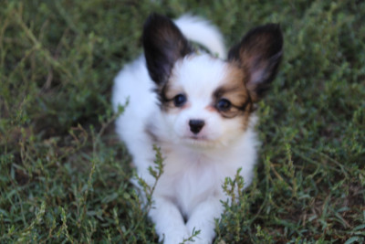 Les chiots de Epagneul nain Continental (Papillon)