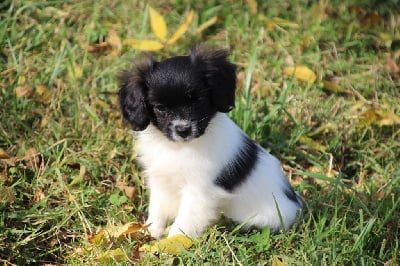 Les chiots de Epagneul nain Continental (Phalène)