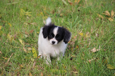Les chiots de Epagneul nain Continental (Phalène)