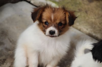 Les chiots de Epagneul nain Continental (Phalène)