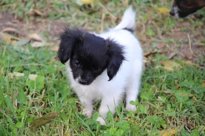 Les chiots de Epagneul nain Continental (Phalène)