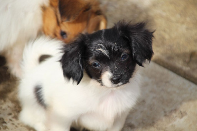 Les chiots de Epagneul nain Continental (Phalène)