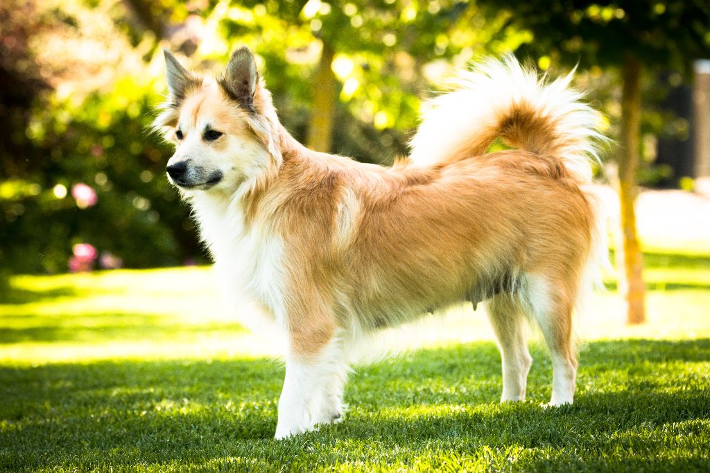 Accueil Elevage Du Domaine De Leimgraben Eleveur De