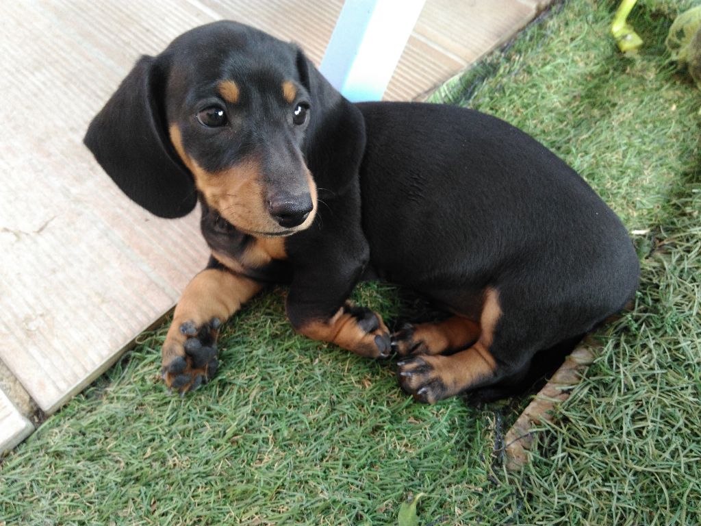 Chiot Elevage De La Croix De Camargue Eleveur De Chiens