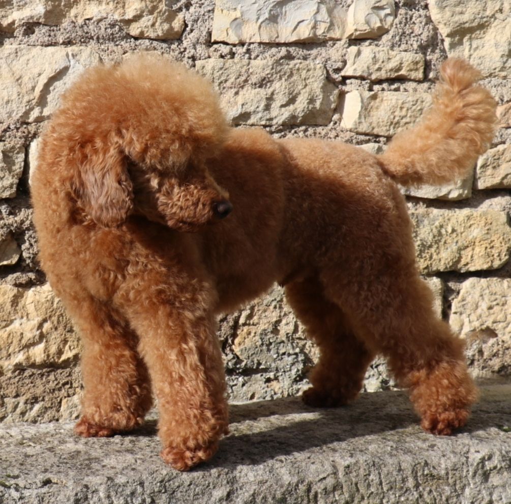 Vivaldi dit hugo Des poupons frises