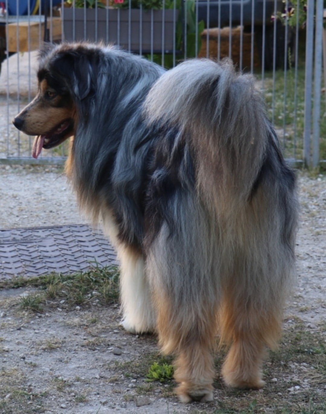 Publication : De La Terre De Canaan Auteur : La Terre de Canaan