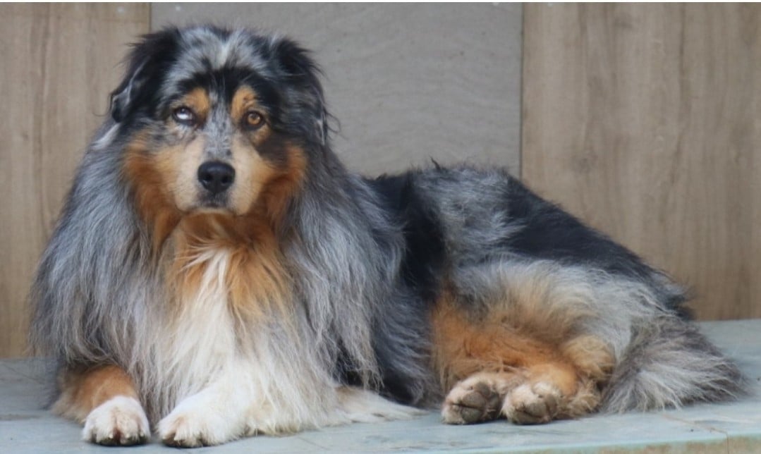 Publication : De La Terre De Canaan Auteur : La Terre de Canaan