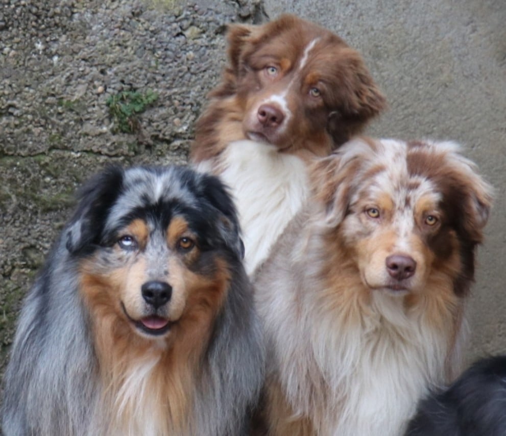 Publication : De La Terre De Canaan Auteur : La Terre de Canaan