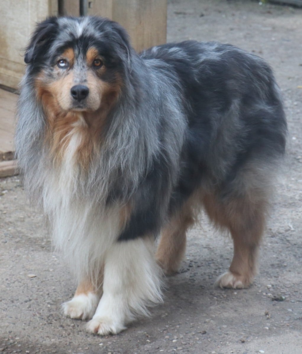 Wild Lands Kingdom Piram heart keeper