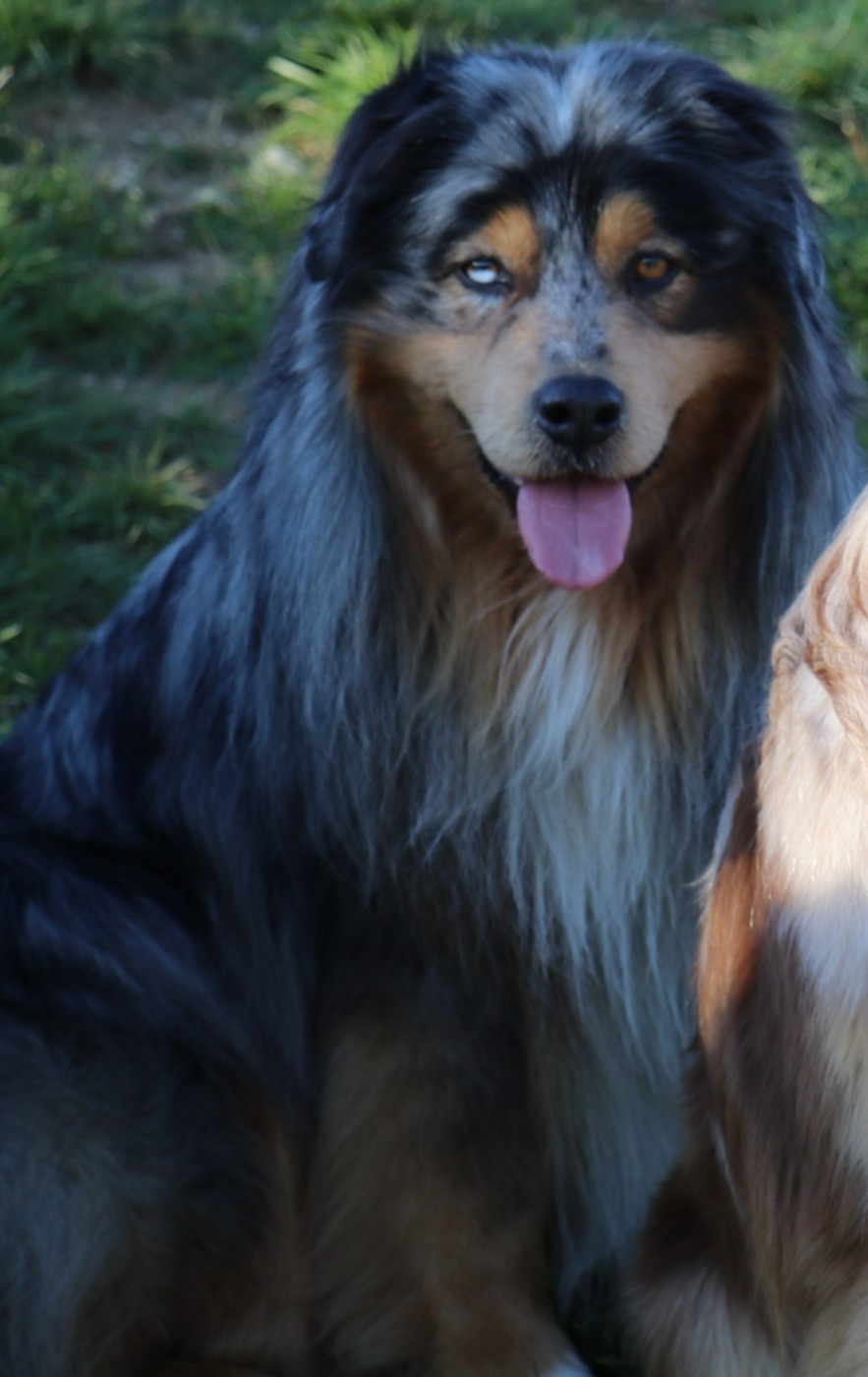 Wild Lands Kingdom Piram heart keeper