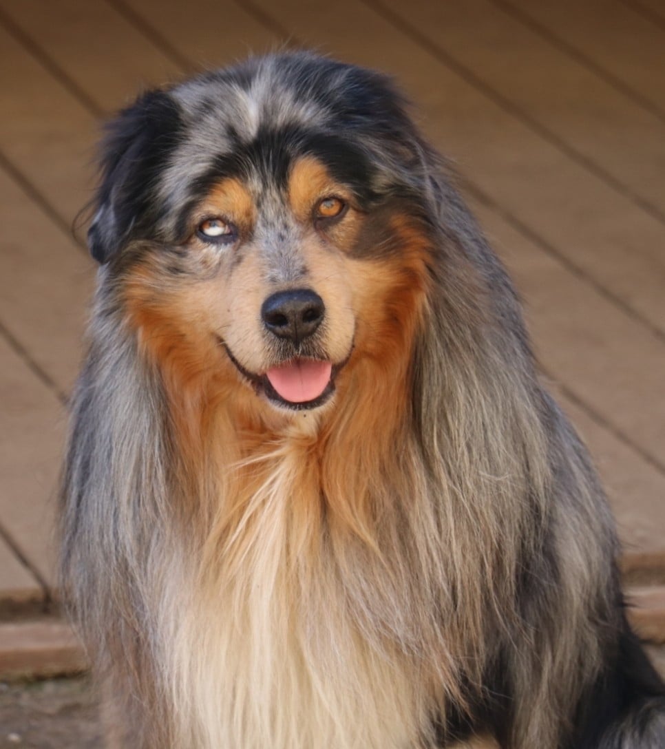 Wild Lands Kingdom Piram heart keeper