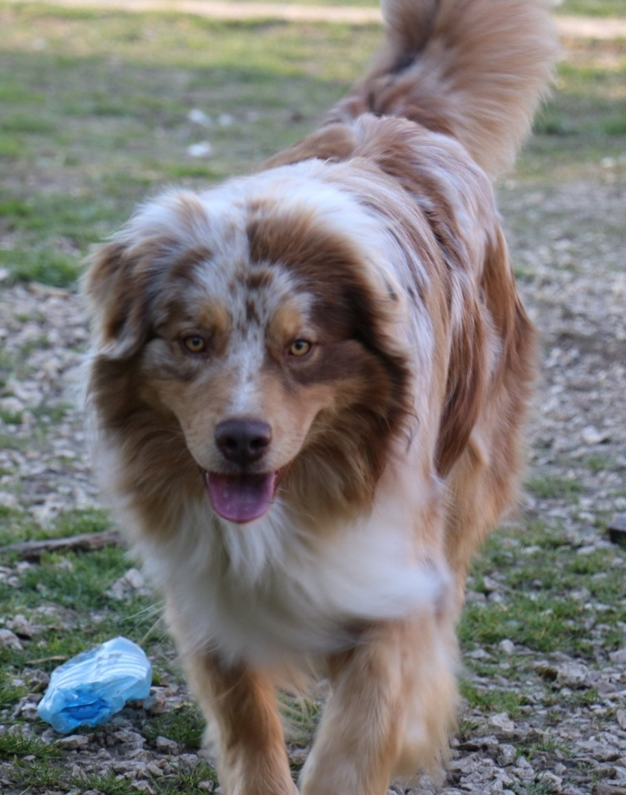 Vitalis shotgun De La Terre De Canaan