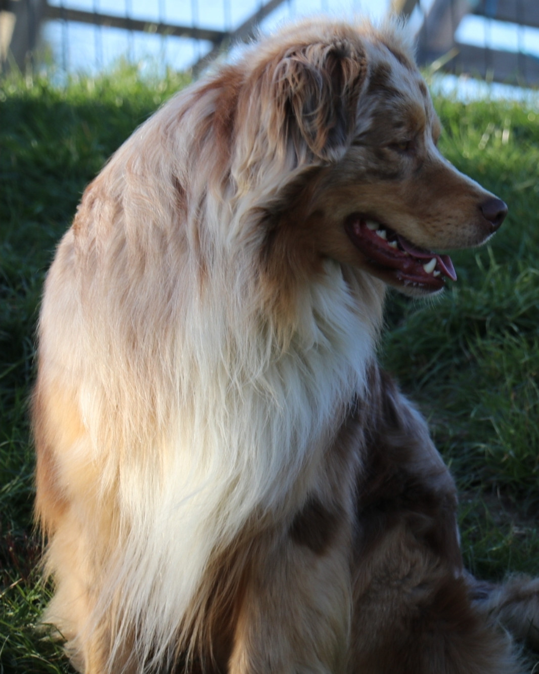 Vitalis shotgun De La Terre De Canaan