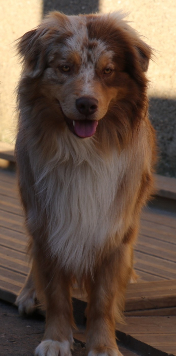 Vitalis shotgun De La Terre De Canaan