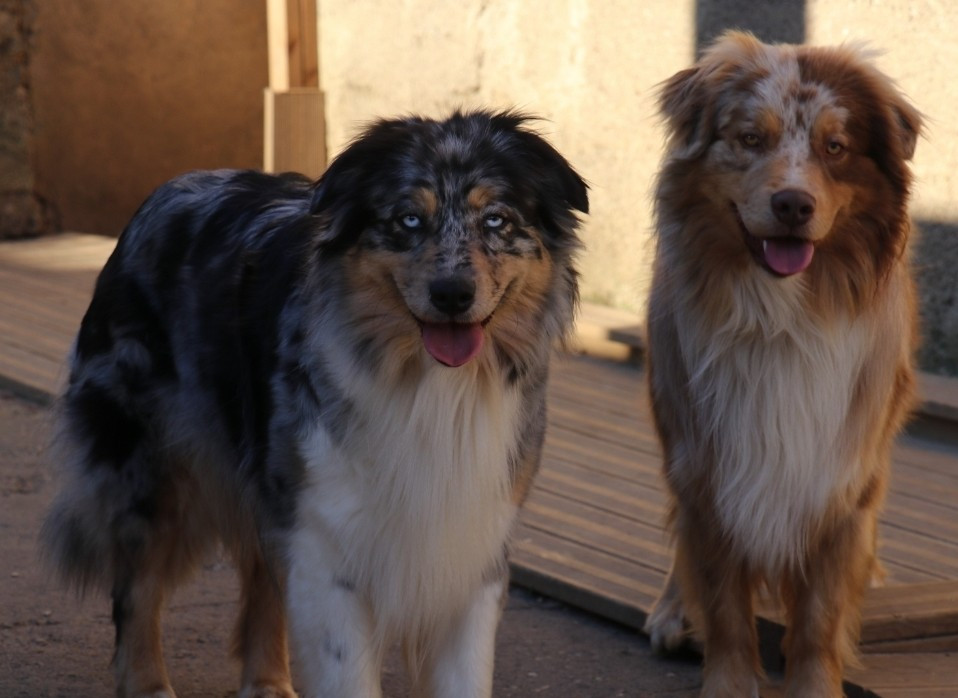 Vitalis shotgun De La Terre De Canaan