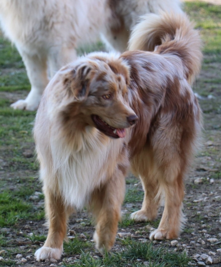 Vitalis shotgun De La Terre De Canaan