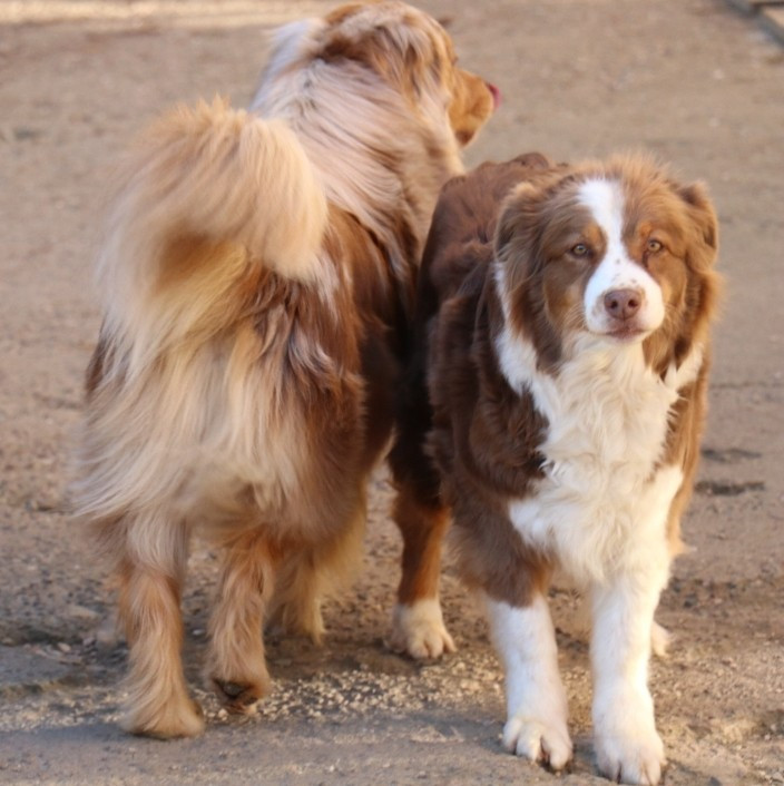 Vitalis shotgun De La Terre De Canaan