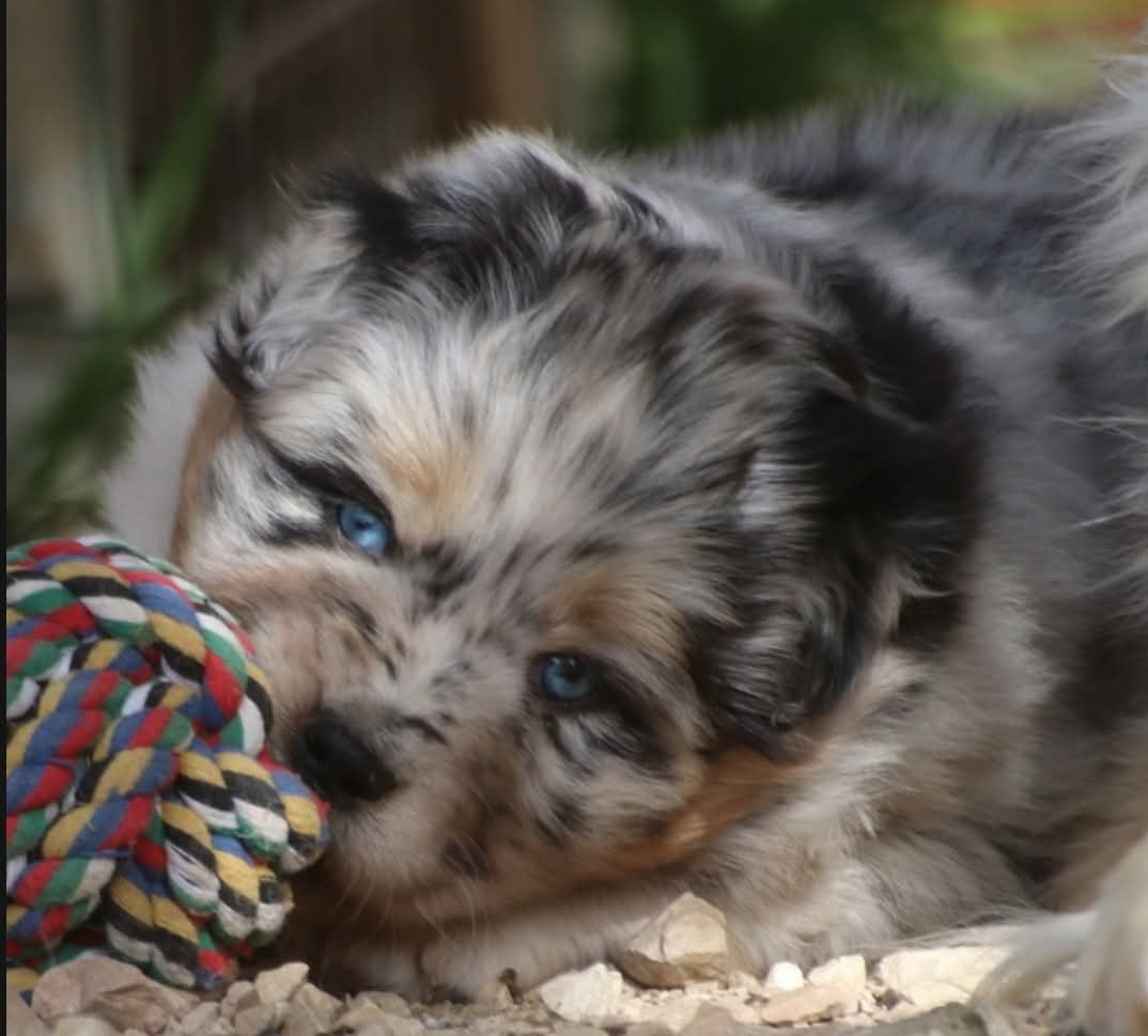 Tess midnight blue De La Terre De Canaan