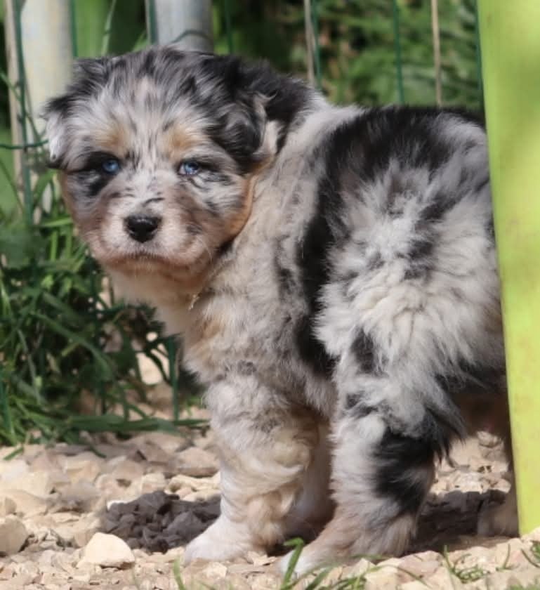 Tess midnight blue De La Terre De Canaan