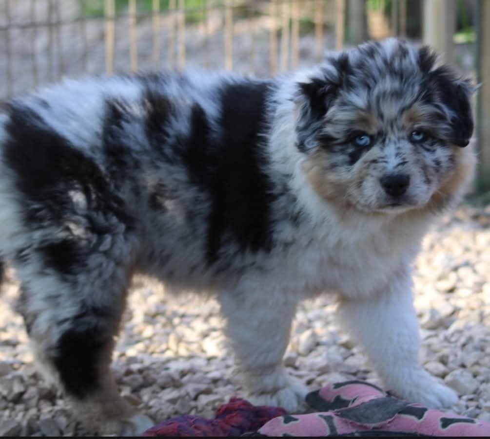 Tess midnight blue De La Terre De Canaan