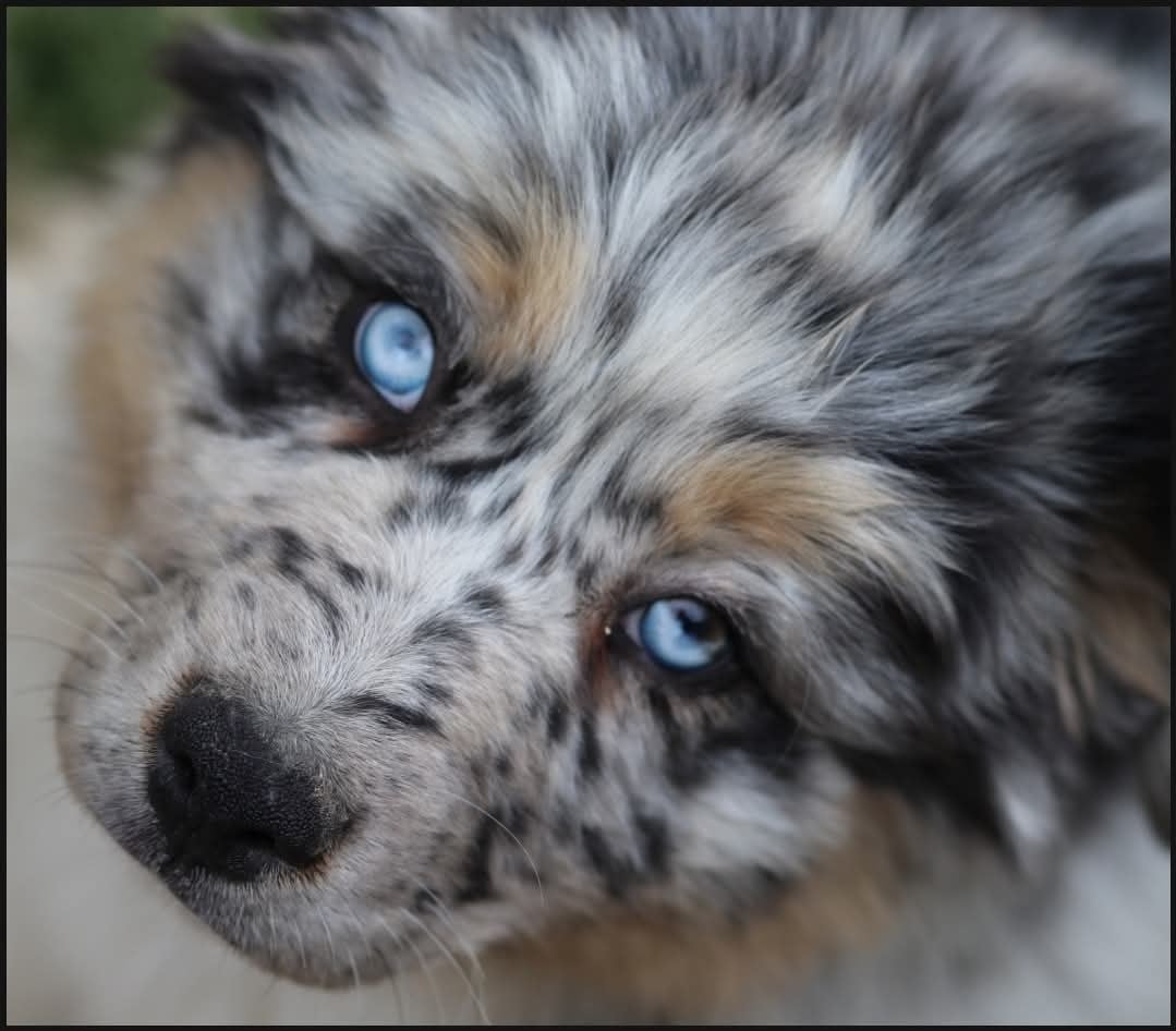 Tess midnight blue De La Terre De Canaan