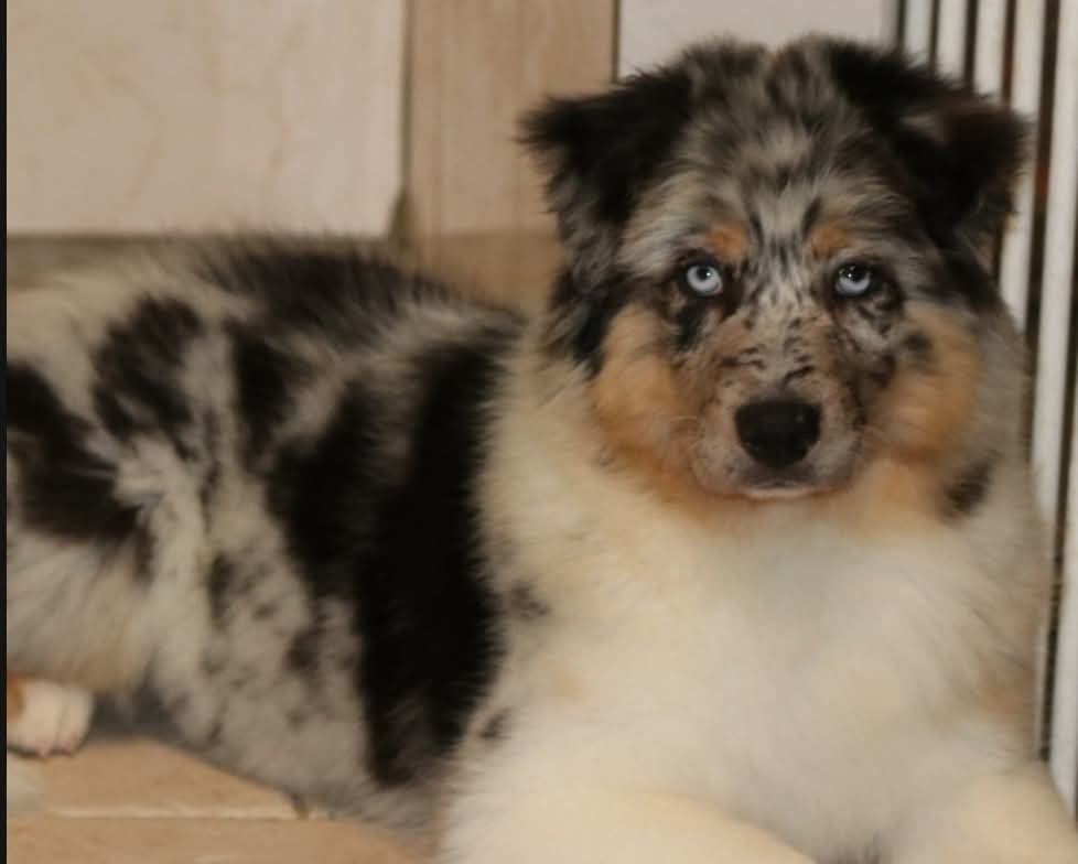 Tess midnight blue De La Terre De Canaan