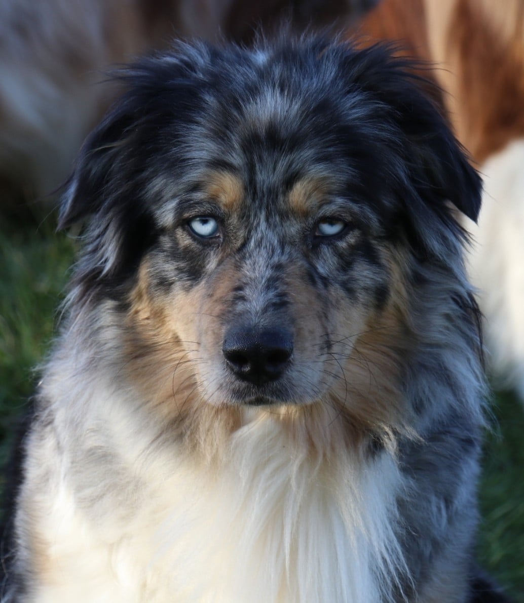 Tess midnight blue De La Terre De Canaan