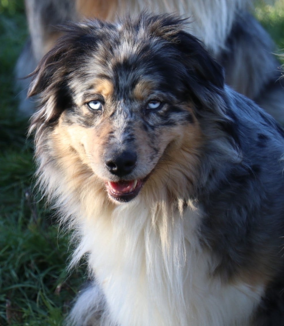 Tess midnight blue De La Terre De Canaan