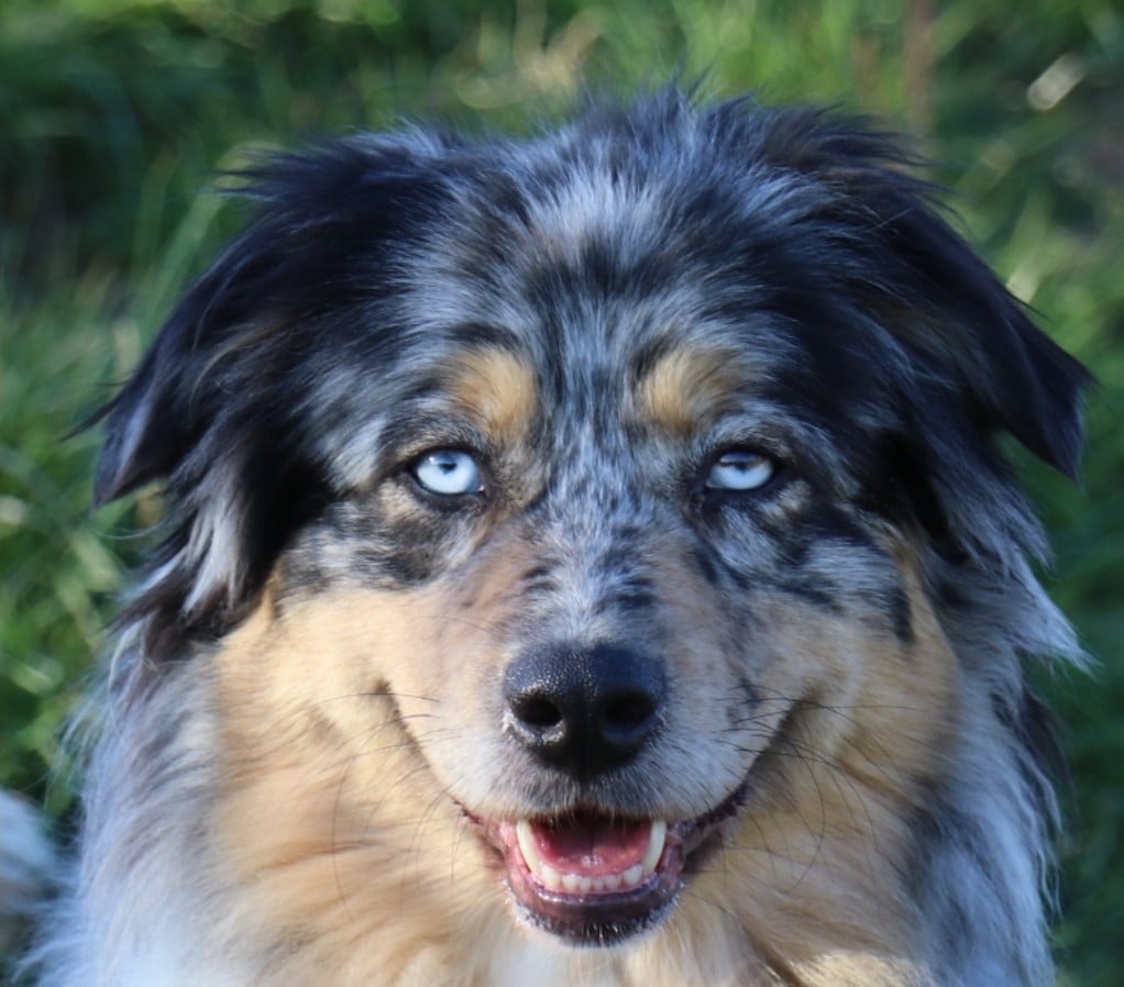 Tess midnight blue De La Terre De Canaan