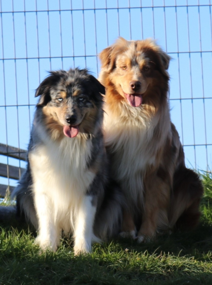 Tess midnight blue De La Terre De Canaan