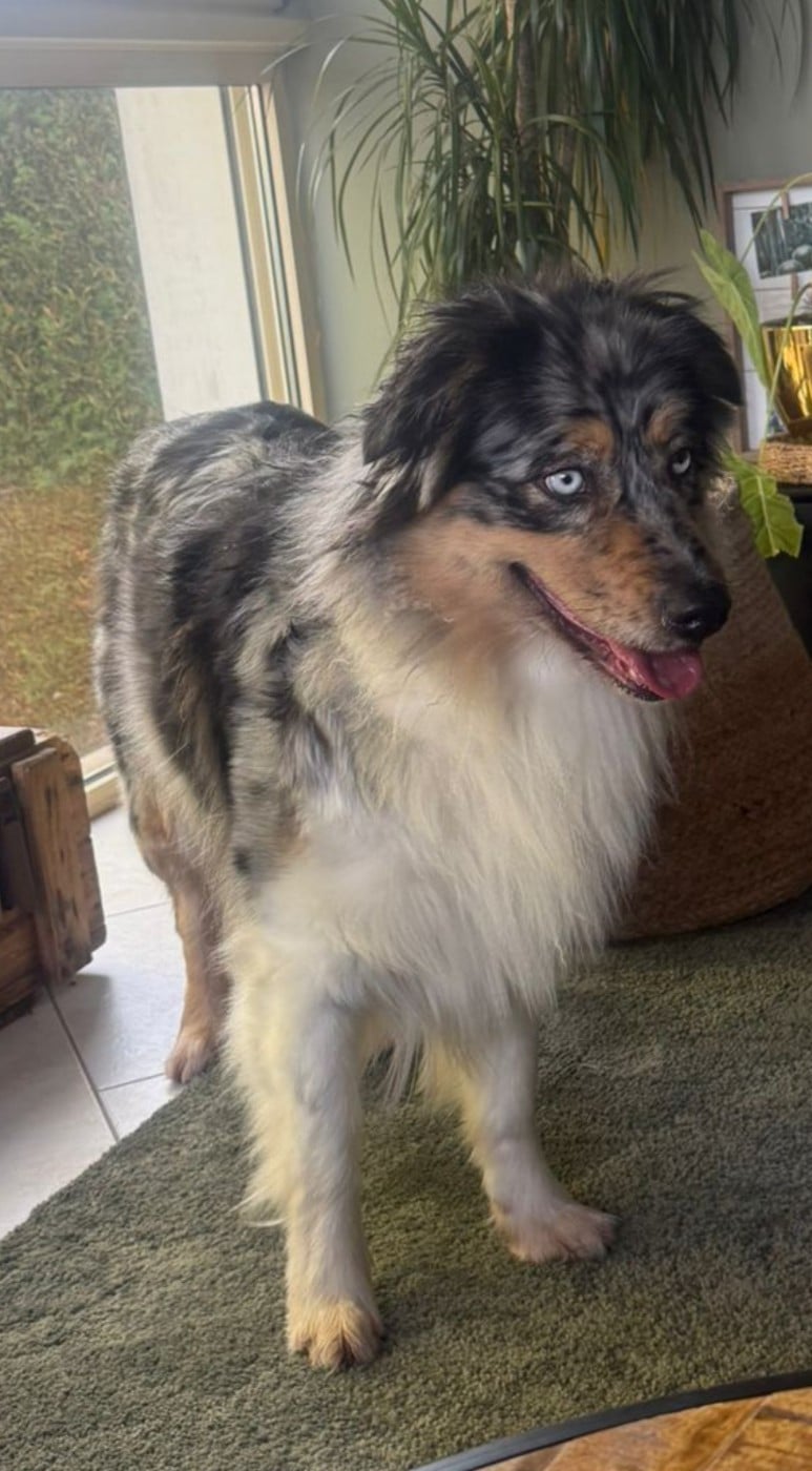 Tess midnight blue De La Terre De Canaan