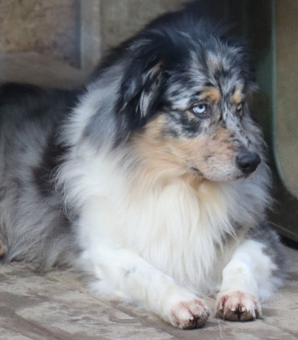 Tess midnight blue De La Terre De Canaan