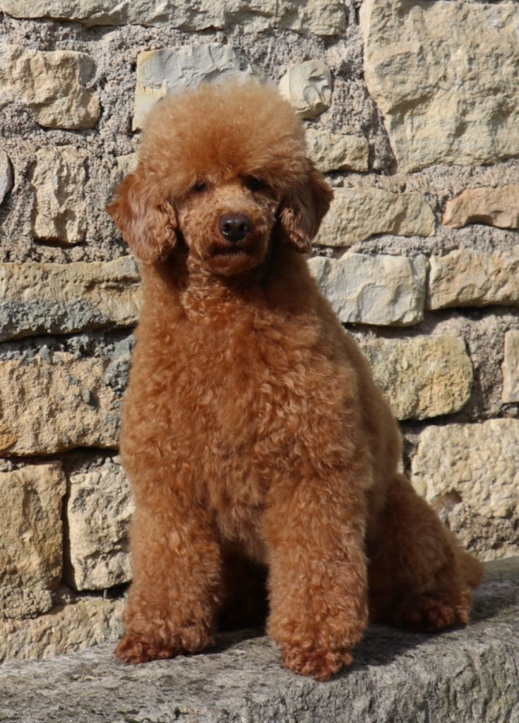 Vivaldi dit hugo Des poupons frises