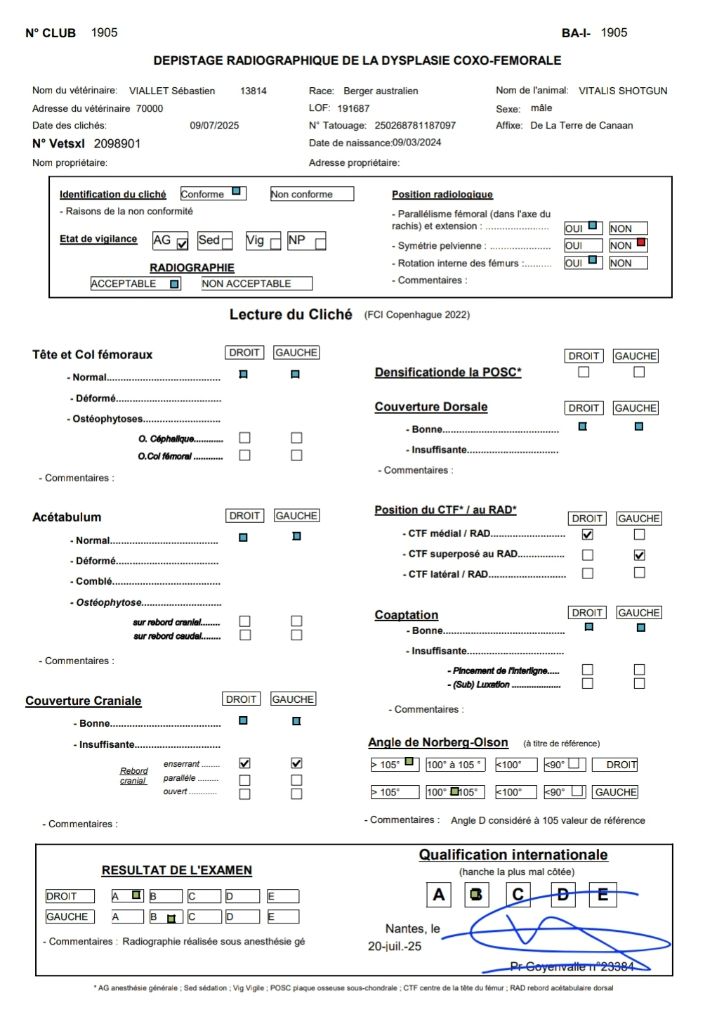 Vitalis shotgun De La Terre De Canaan
