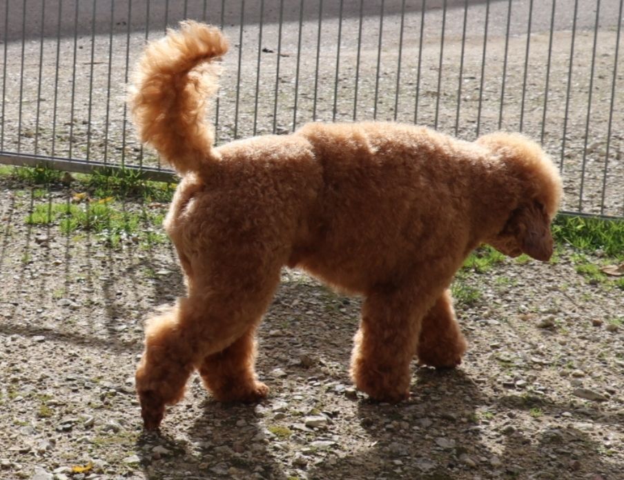 Vivaldi dit hugo Des poupons frises