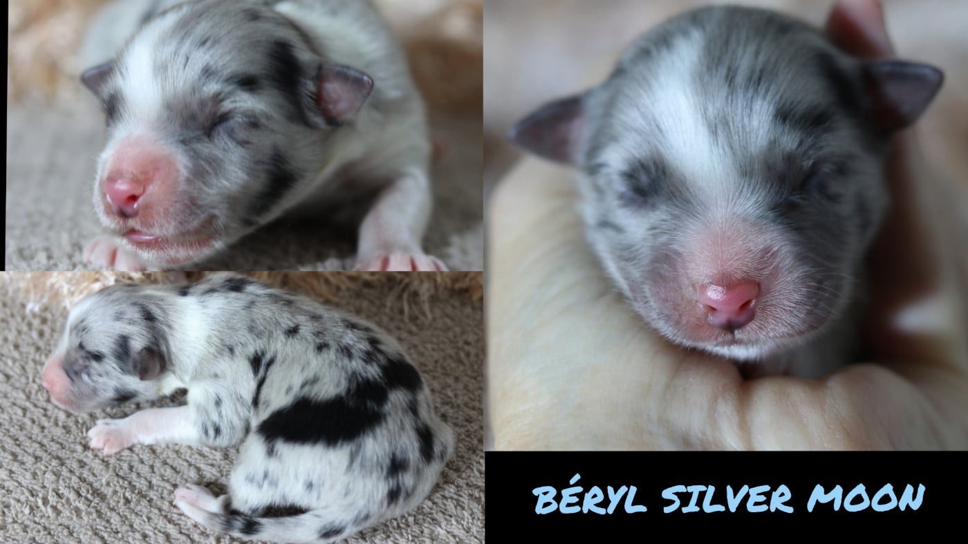 BÉRYL SILVER MOON