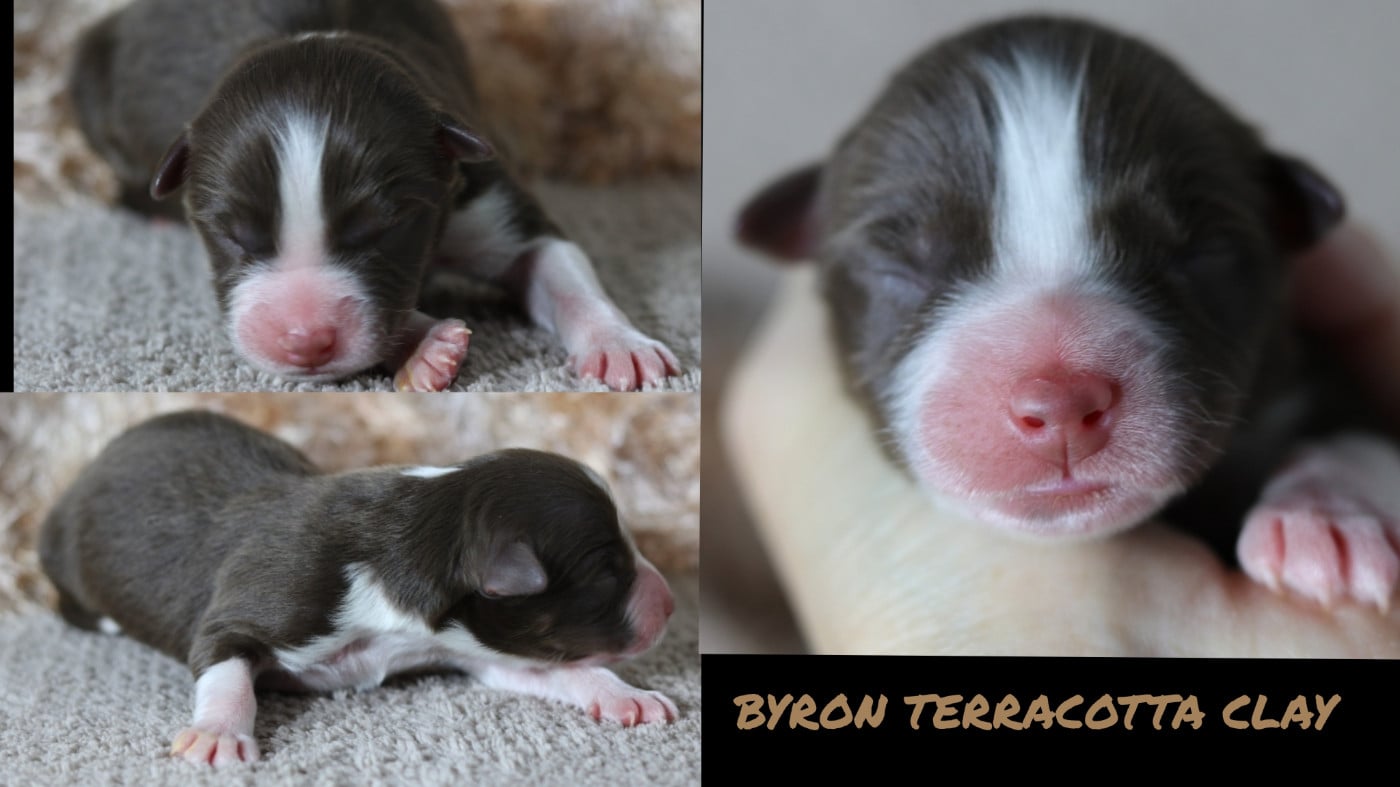 BYRON TERRACOTTA CLAY