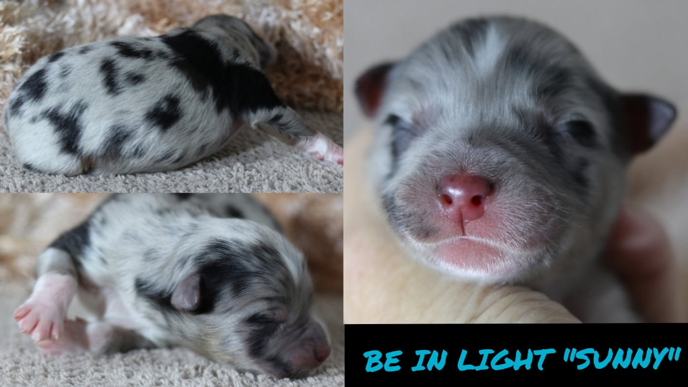 BE IN LIGHT SUNNY