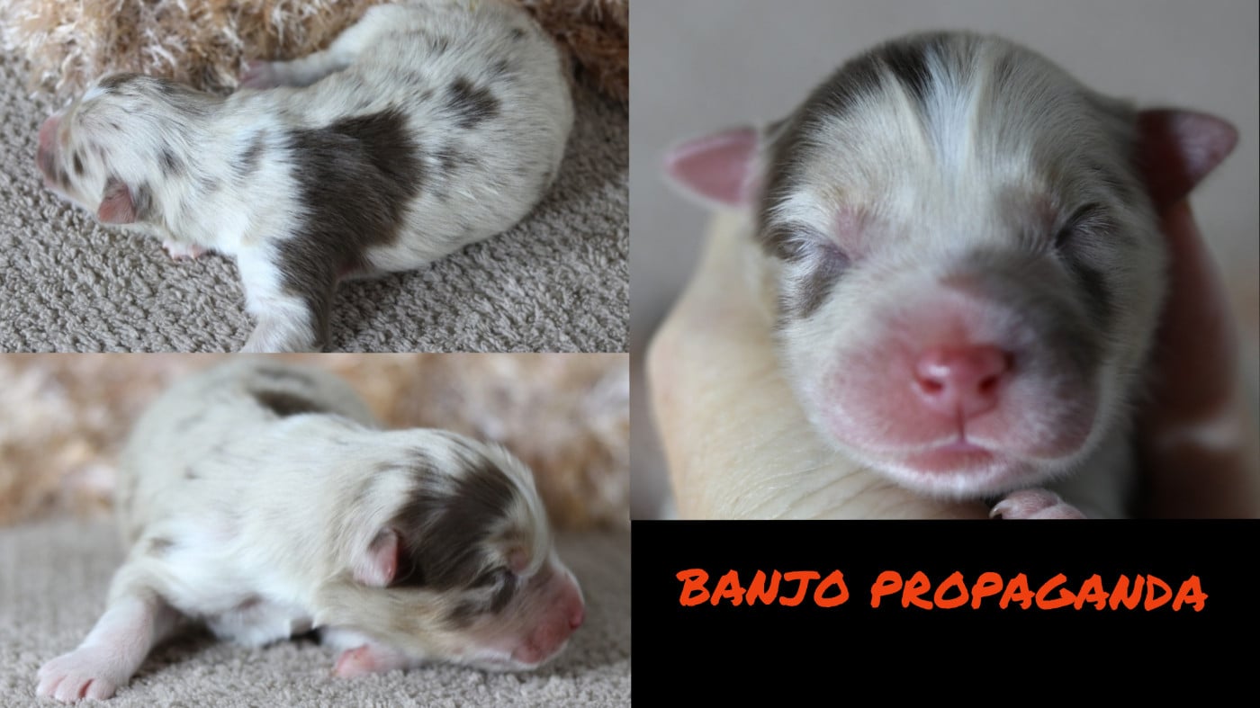 BANJO PROPAGANDA
