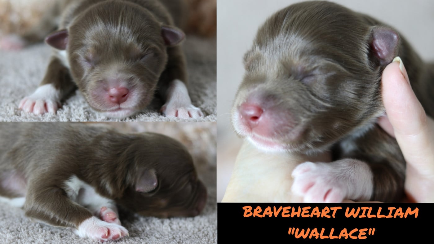 BRAVEHEART WILLIAM WALLACE