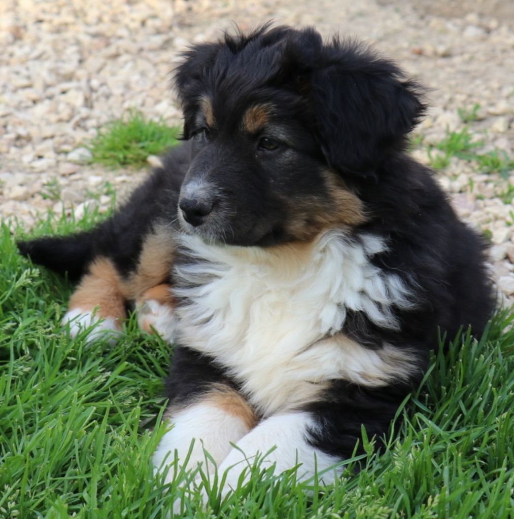 UMBER SPOTLIGHT dite UMI