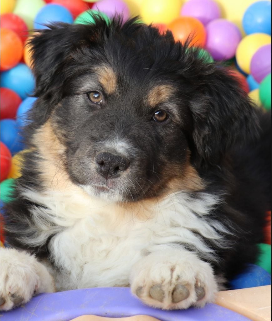 UMBER SPOTLIGHT dite UMI